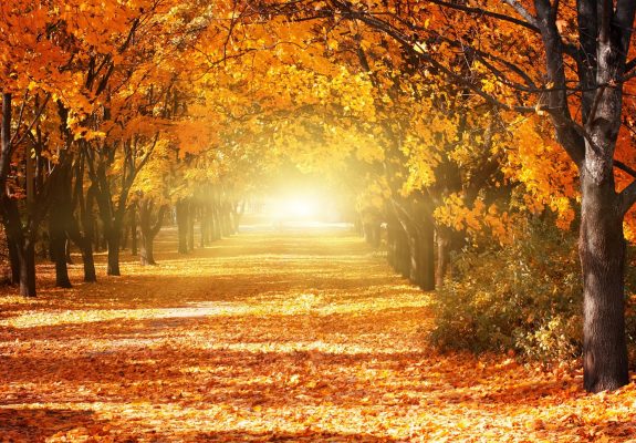 herfst herfst